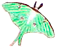 luna moth